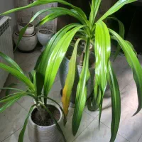 گلدان گلبرگ موزی بزرگ