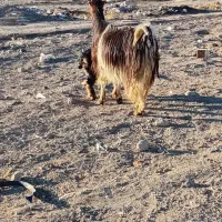 بزجوان ننه بالا|حیوانات مزرعه|اردبیل, |دیوار