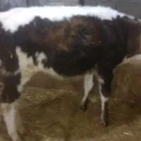 گوساله ماده|حیوانات مزرعه|نظر کهریزی, |دیوار