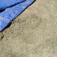 یونجه