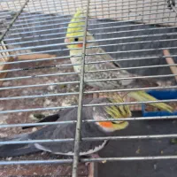 یک جفت عروس هلندی