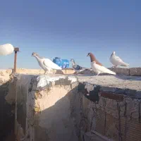 کفتر جوجه رنگی