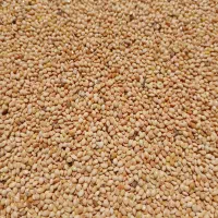 ارزن گندم حسین زاده