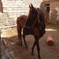 اسب