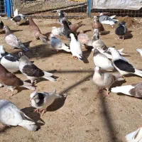 جوجه تضمیتی/کفتر پرشی هما /ابلغ