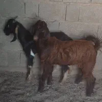 کهره نر هم برای گوشتی و هم برای داشت|حیوانات مزرعه|بندر گناوه, |دیوار