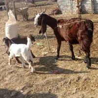 بز و بزغاله|حیوانات مزرعه|گیلان غرب, |دیوار