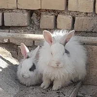 خرگوش