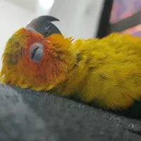 پرنده|پرنده|اهواز, بهارستان|دیوار