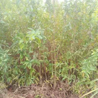 نهال های اناردرجه یک گلدانی کاشت الان ارسال به قم|خدمات باغبانی و درختکاری|قم, کیوانفر|دیوار