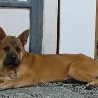 سگ میکس باکسر و چاوچاو