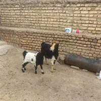 دو عدد بز شیری