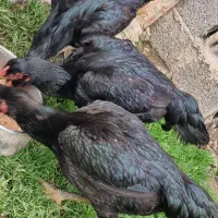 مرغ لاری سیاه یه تیغ درحال تخم