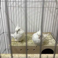 عروس البینو