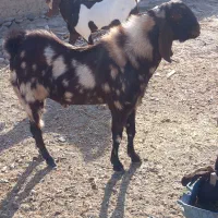 پاچن بزرگ هیکلی
