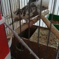 عروس هلندی کشیده و سرحال نژاد وایت فیس و سینامون|پرنده|آبادان, |دیوار