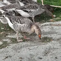 فروش غاز رشتی و دو رگ