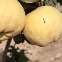 فروش به درجه یک