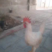 جوجه خروس سر بری|حیوانات مزرعه|شیراز, شریف‌آباد|دیوار