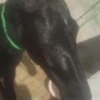 فروش فوری کره اسب سیاه|اسب و تجهیزات اسبسواری|جهرم, |دیوار