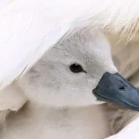 طلا پیدا شده