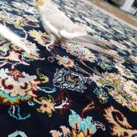 عروس هلندی|پرنده|اندیمشک, |دیوار