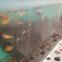 ماهی وآکواریوم|ماهی|ایلام, |دیوار
