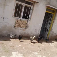 مرغ زینتی پرنده