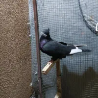 کفتر شهری بهبهانی پلاکی|پرنده|شیراز, تندگویان|دیوار