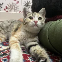 یک بچه گربه ناز و خانگی و بازیگوش (رایگان )