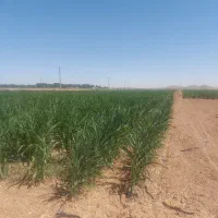 فروش زمین ۸۵ هکتار در فدک|فروش زمین و ملک کلنگی|شاهین‌شهر, فدک|دیوار