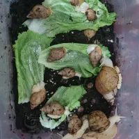 حلزونای خوشگل و بامزه و بی‌دردسر|خزنده|تهران, شهرک طالقانی|دیوار