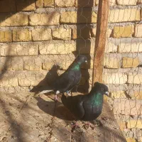 کفتر رنگی|پرنده|شال, |دیوار