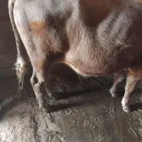 گاو|حیوانات مزرعه|تالش, هشتپر|دیوار