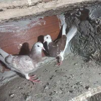 پرنده