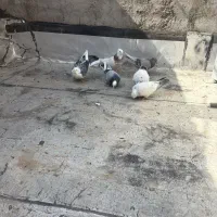 کفتر پرشی|پرنده|قم, ولیعصر|دیوار