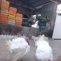 فروش بوقلمون