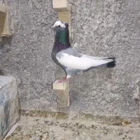 کفتر شمرونی