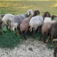 گوسفند نر سیلک