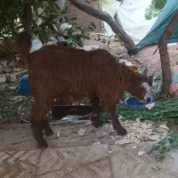 کهره