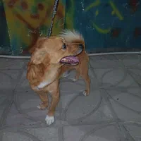 وسگ پاکوتاه خانگی