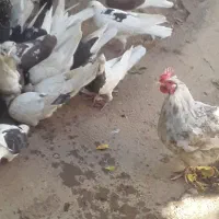 تعد اد۳۰الی ۴۰عدد کبوتر درهم فروشی|پرنده|خانمیرزا, |دیوار