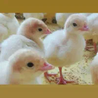 درمان و واکسن پرندگان طیور و ماکیان از بیماری