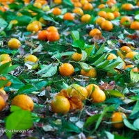 نارنج سر درخت یا چیده شده تمام نقاط شیراز