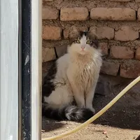 گمشده گربه