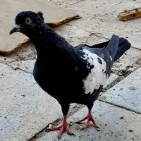 سینه کله|پرنده|کاشمر, |دیوار