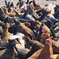 جوجه مرغ و خروس و بوقلمون