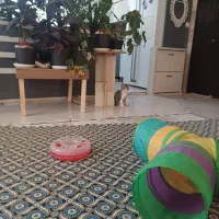واگذاری بچه گربه