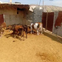 راس گوساله  نر گاو