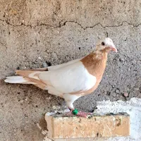 سه تا ماده کارل زرد|پرنده|شوشتر, |دیوار